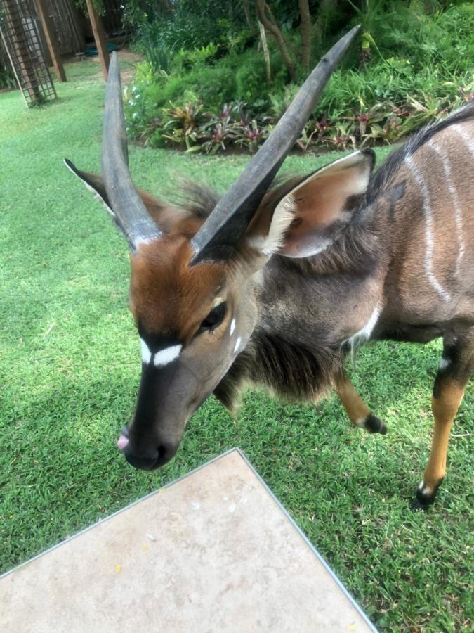 Jock Of The Bushveld Hotel Barberton Kültér fotó