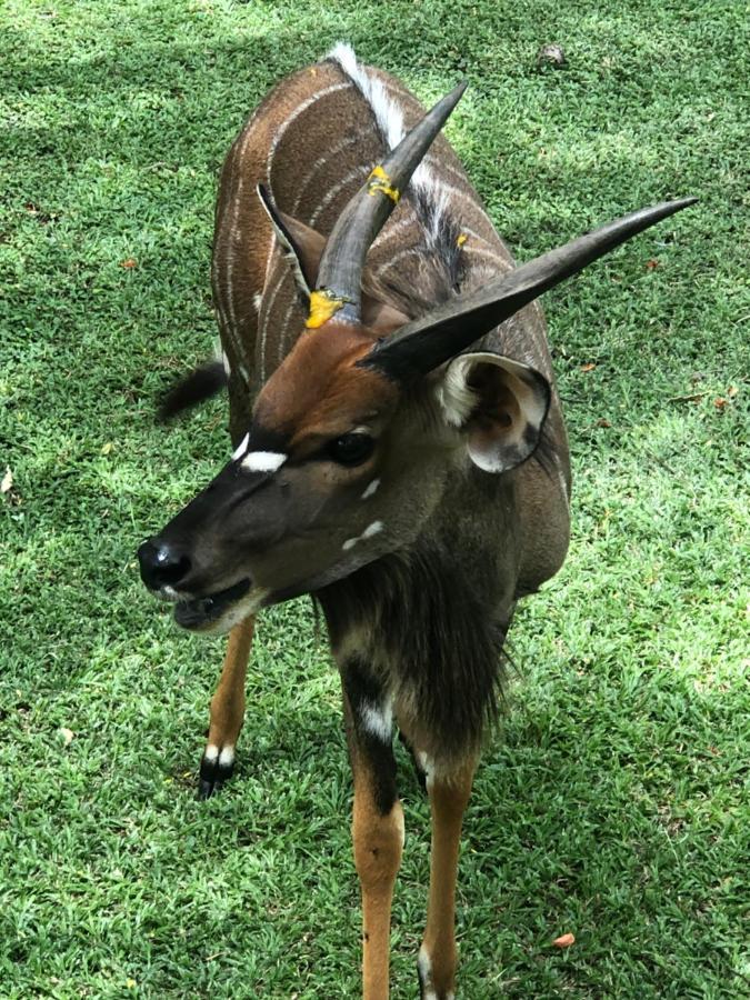 Jock Of The Bushveld Hotel Barberton Kültér fotó