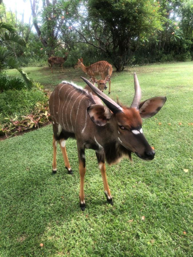 Jock Of The Bushveld Hotel Barberton Kültér fotó